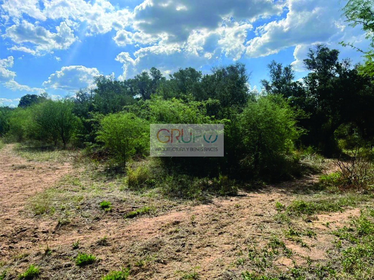 Campo de Olivos en Cruz del Eje, Cordoba