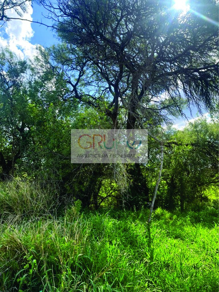 Campo de Olivos en Cruz del Eje, Cordoba