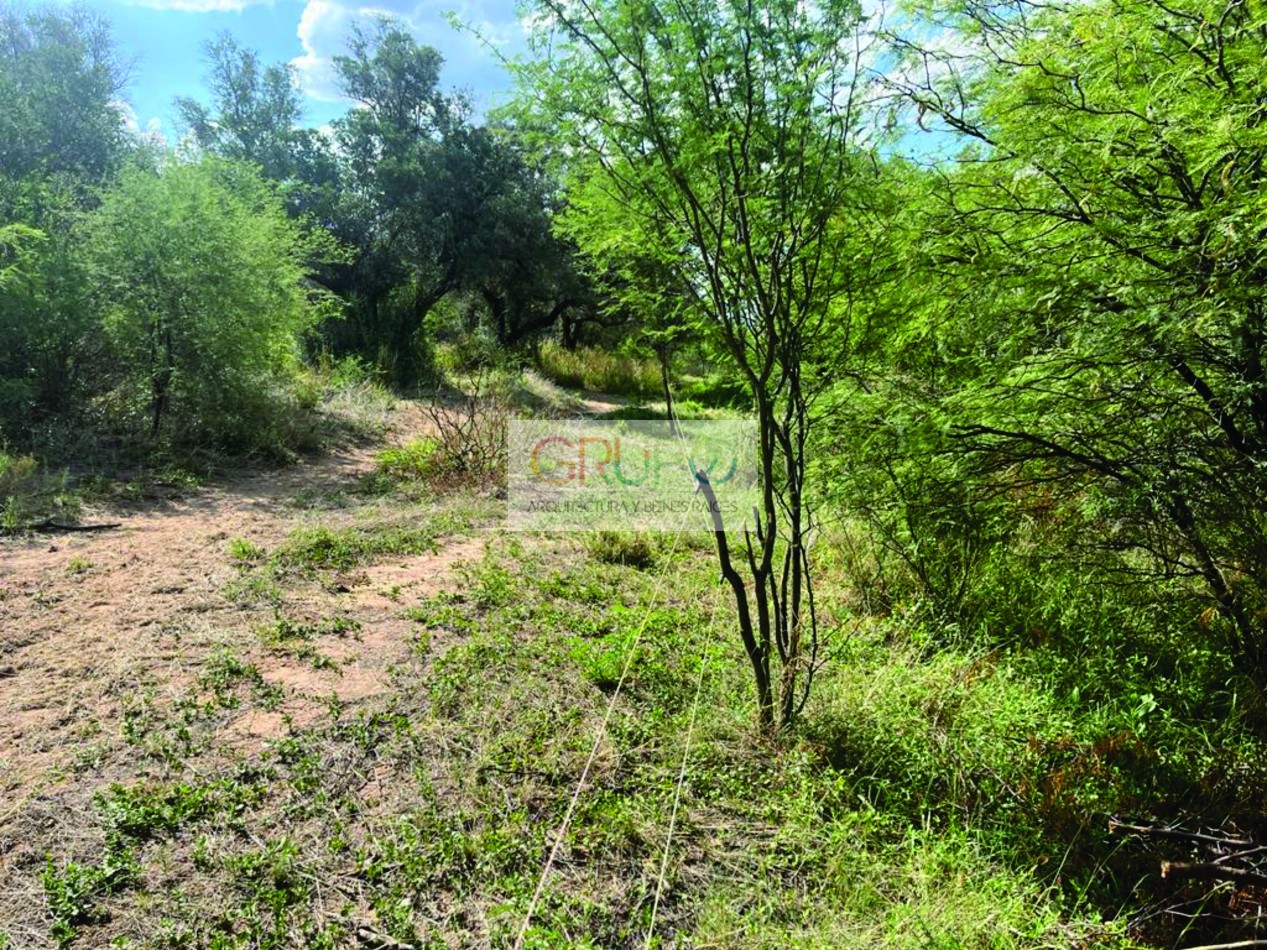 Campo de Olivos en Cruz del Eje, Cordoba