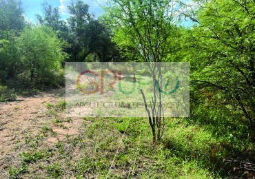 Campo de Olivos en Cruz del Eje, Cordoba